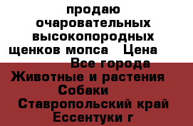 продаю очаровательных высокопородных щенков мопса › Цена ­ 20 000 - Все города Животные и растения » Собаки   . Ставропольский край,Ессентуки г.